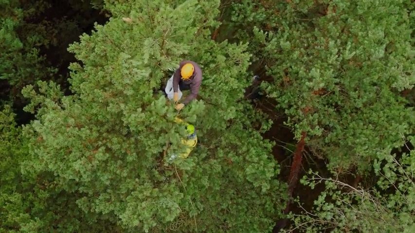 Extreme interviews: V korunách stromů. S profesionálním šiškařem vyšplhala Lucie Výborná až do vrcholků